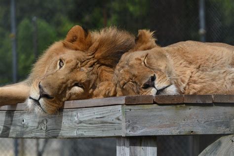 Lion Habitat Renovations — Donate Today!