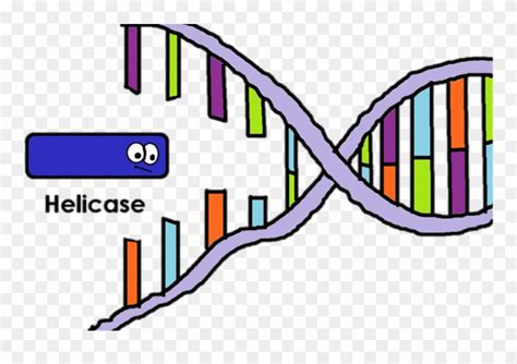 Download Helicase Is The Enzyme That "unzips" The Two Strands - Helicase Enzyme Clipart ...