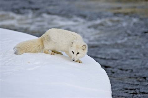 Arctic fox - Students | Britannica Kids | Homework Help