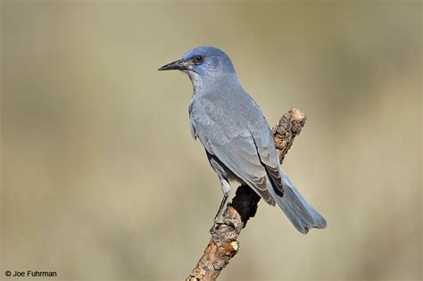 Pinyon Jay – Joe Fuhrman Photography