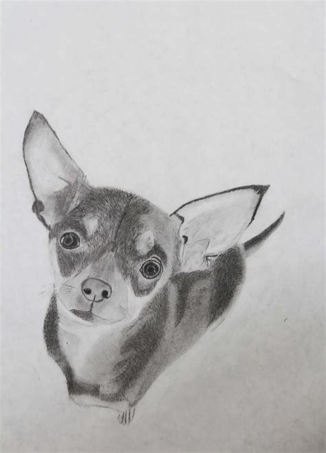 Student Art: Graphite Animals