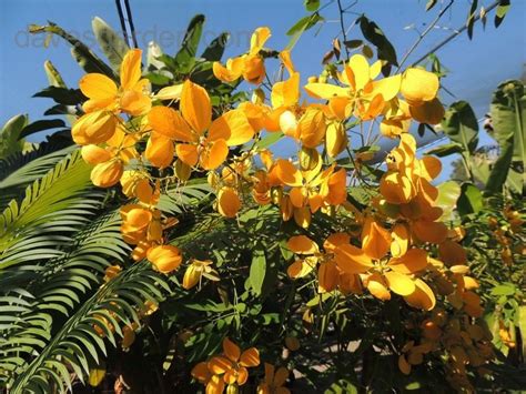 PlantFiles Pictures: Golden Wonder Senna (Senna splendida) by butterflybyrob