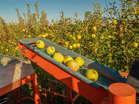 Apple Harvesting and Sorting Machine in the Field in Full Harvest Stock Image - Image of rural ...