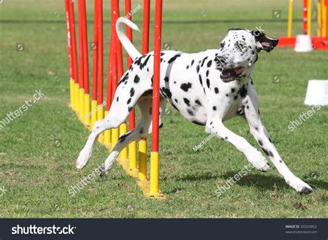 A Dalmatian Doing Dog Agility Stock Photo 33324952 : Shutterstock