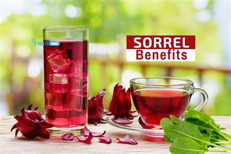 The Many Health Benefits Of Sorrel Tea | Just Tea