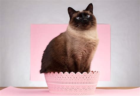 Siamese Cat Personality - Everything You Need to Know | Catastic