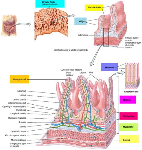 Inside Small Intestine Diagram