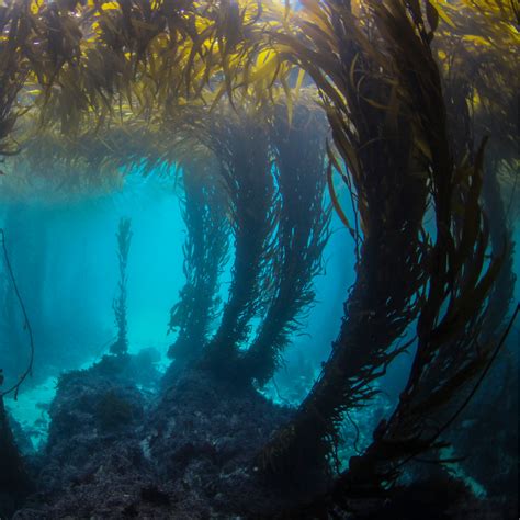 Kelp Forests: A World Beneath the Waves