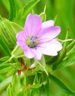 Cut-leaved Crane's-bill (Geranium dissectum) | Phil Sellens | Flickr