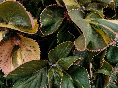 Acalypha Copper Plant Info - Tips On Growing Copper Leaf Plants