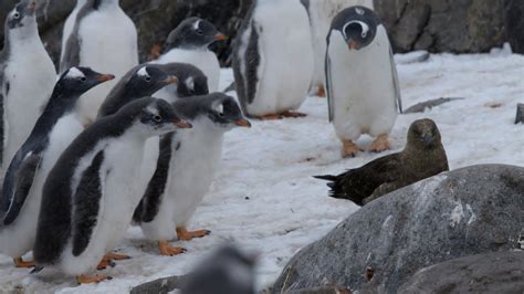 Penguin chicks vs skua - Natural World: Penguin Post Office: Preview - BBC Two - YouTube