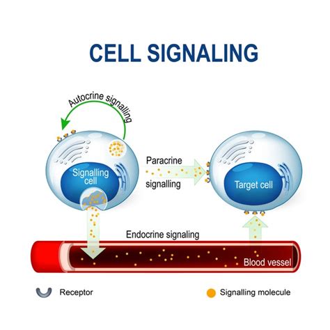 ภาพ ภาพสต็อก วัตถุ 3 มิติและเวกเตอร์เกี่ยวกับ Autocrine signaling 55 ...