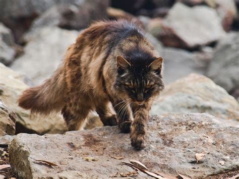 Feral cats: Australia overrun with wild cats destroying endangered species | IBTimes UK
