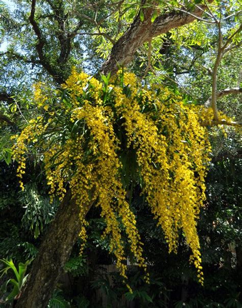 A feast for the eyes-Oncidium sphacelatum Orchids Garden, Orchid Plants, Orchid Flower, Cattleya ...