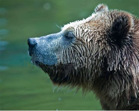 side view of grizzly bear's head | Bear pictures, Face side view ...