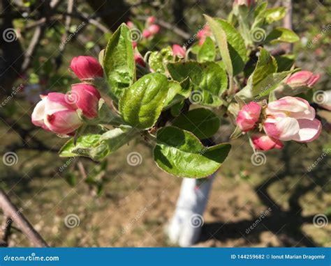 Close Up Photo of Apple Tree Flowers, Spring Season Stock Photo - Image ...