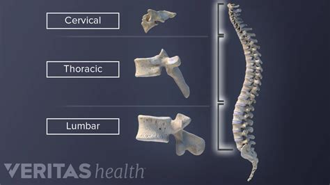 Cervical Thoracic And Lumbar Vertebrae