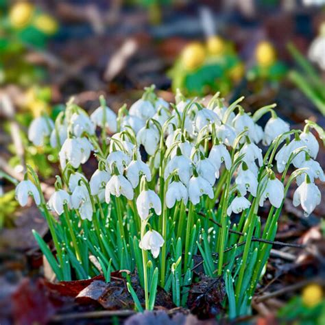 Double Snowdrop Bulbs – Galanthus Nivalis ‘Flore Pleno’ In The Green - Woodland Bulbs