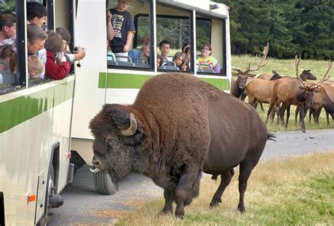 Your Guide to Northwest Trek's New Exhibit & Can't-Miss Attractions