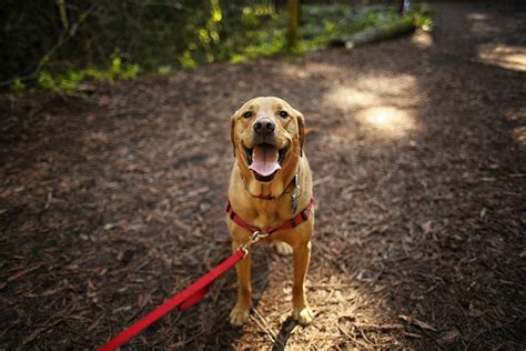 5 Best Dog-Friendly Hiking Trails in Huntersville | Petfolk