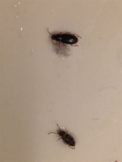 Tiny Black Bugs Bathroom