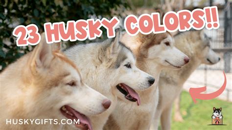 23 Siberian Husky Colors & 17 Unique Markings (+ Pictures)