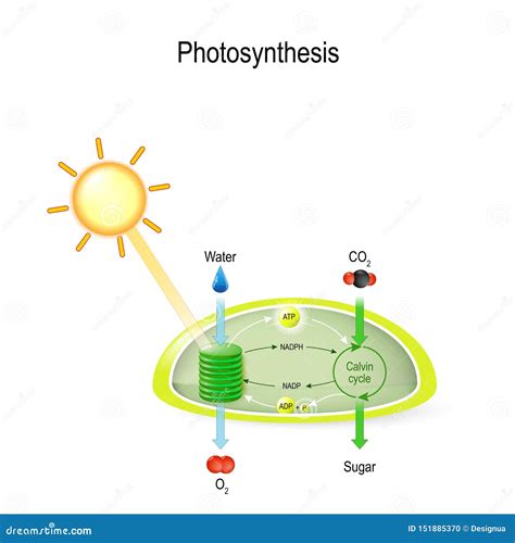 Photosynthesis In Chloroplast Diagram