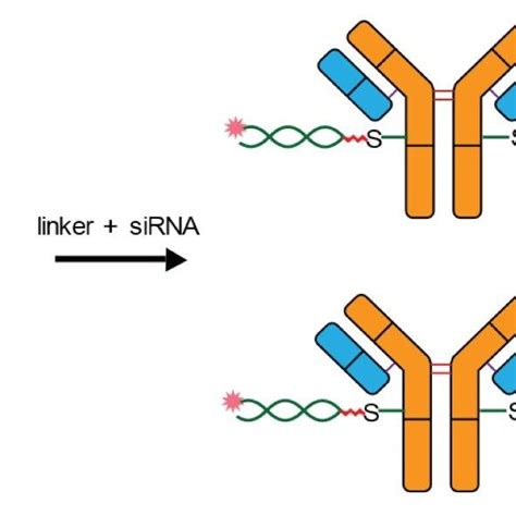 Intact mass of sense and antisense strand. MaxEnt 1 charge deconvolute... | Download Scientific ...