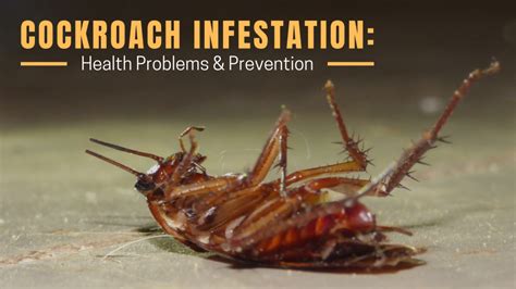 Cockroach Infestation: Health Problems And Prevention