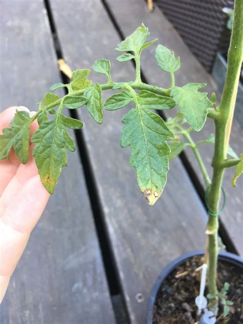 Tomato | tips of leaves turning brown, is it sick?