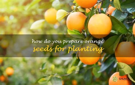 How Do You Prepare Orange Seeds For Planting | ShunCy