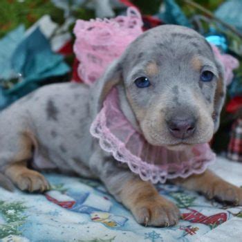 Blue Smooth Coat Miniature Dachshund Puppies for sale near Colorado ...