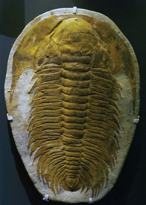 Trilobite | Cambrian period, Extinction, Arthropod, & Facts | Britannica