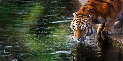 4K Wildlife Wallpapers - Top Free 4K Wildlife Backgrounds - WallpaperAccess