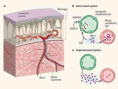 Lymphatic vessels at the base of the mouse brain provide direct drainage to the periphery