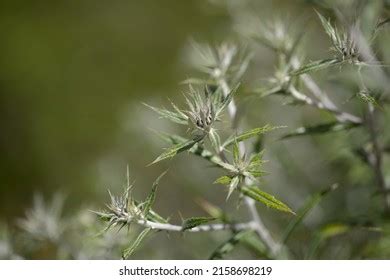 4,873 Macaronesia Images, Stock Photos & Vectors | Shutterstock