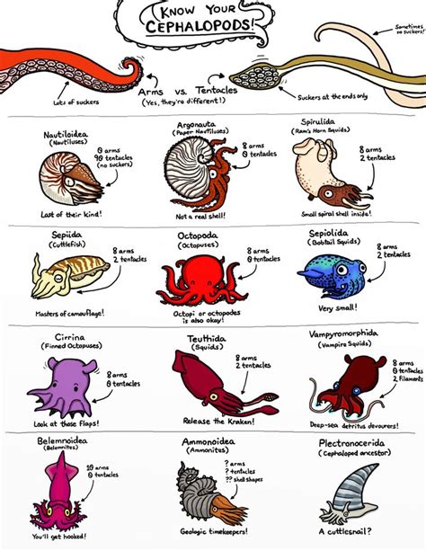 Small guide dump | Marine animals, Animal facts, Ocean creatures