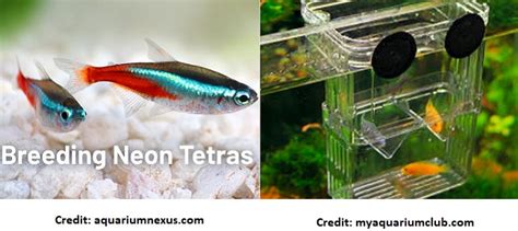 Neon Tetra Care Guide & Breeding