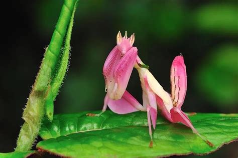 The Orchid Mantis: Nature's Living Flower