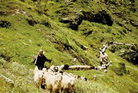 Declining Transhumance and Subtle Changes in Livelihood Patterns and Biodiversity in the Kumaon ...