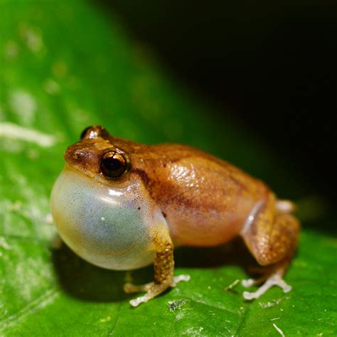 Coqui Frogs - Big Island Invasive Species Committee (BIISC)