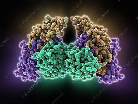 Follicle-stimulating hormone complex - Stock Image - C015/0945 ...