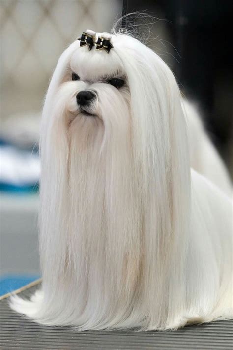 Beautiful | Maltese haircut, Dog haircuts, Maltese dogs