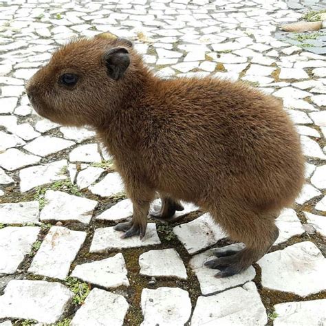 Пин от пользователя Tam Maggard на доске TOO CUTE! | Капибара, Свинки, Детеныши животных