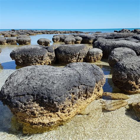 Snorkel with the Stromatolites - Shark Bay 4WD