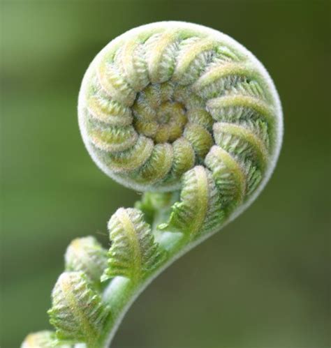 810 best Maori Art Koru/Fern images on Pinterest | Maori art, New zealand and Air fern