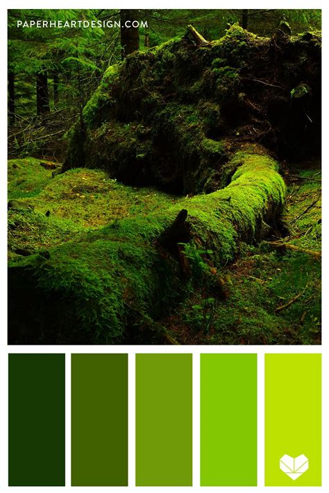 Color Palette: Forest Floor — Paper Heart Design | Nature color palette ...