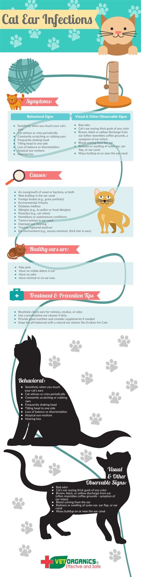 The Top 12 Cat Ear Infection Symptoms | Ear infection symptoms, Cat ear infections, Cat ears