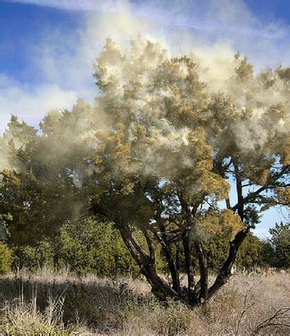 Preparing for Mountain Cedar Season » AllergySA