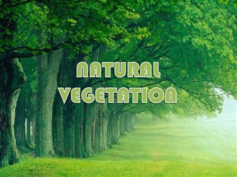 Natural Vegetation in India | 6 Major Natural Vegetation in India | Essay